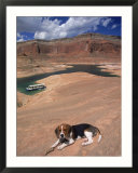 Beagle Dog at Lake Powell  UT