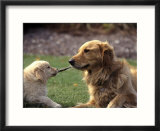 Golden Retriever Dog and Puppy