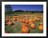 Pumpkin patch  CA