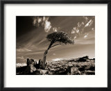 Bristle Cone Pine Tree  Mt Evans  CO