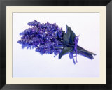 Bouquet of Lavender