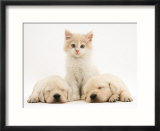 Lilac Tortoiseshell Kitten Between Two Sleeping Golden Retriever Puppies