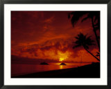 Silhouette of palm trees at sunset  Oahu  HI