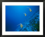 Longfin bannerfish swim near Rongelap Atoll