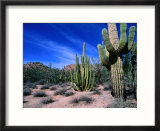 Saguaro Forest  Organ Pipe Cactus National Monument in the Sonoran Desert  Arizona  USA
