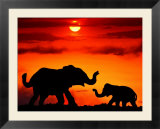 Adult And Young Elephants  Sunset Light