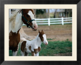 One Day Old Horse with Mother