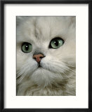Domestic Cat  Chinchilla Persian Close up of Face