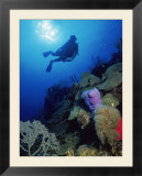 Silhouette of Scuba Diver Underwater  Honduras