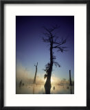 Sunrise At The Alligator Bayou Swamp  Louisiana