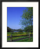 Trees in spring  Orchard Park  NY (1 of 4)