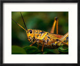 Grasshopper in Florida Everglades  Everglades National Park  Florida  USA