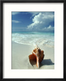 Seashell On Beach