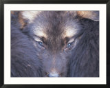 Furry Creature