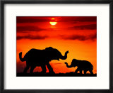 Adult And Young Elephants  Sunset Light