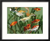 Duckling Swims Underwater Among Goldfish