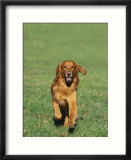 Golden Retriever Running Towards You on Grass