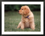 Six-week-old Yellow Labrador Puppy