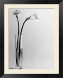 Calla Lilies in Vase