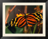 Danalid Butterfly  Costa Rica
