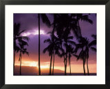 Silhouette of palm trees  Hawaii