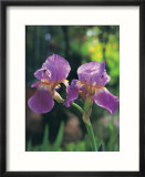 Purple Irises