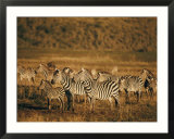 Zebras herd in the Ngorongoro Crater