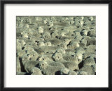 Herd Of Sheep
