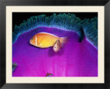 Pink anemonefish swim near the stinging tentacles of a magnificent sea anemone