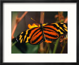Danalid Butterfly  Costa Rica