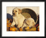Golden Labrador Retriever Puppies  USA