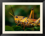 Grasshopper in Florida Everglades  Everglades National Park  Florida  USA