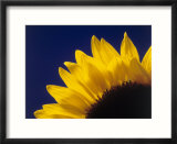 Sunflower in studio close-up