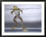 Bullfrog  Louisville  CO