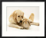 Golden Retriever Smelling Sandy Lop Rabbit