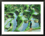 Man in rice paddies  Bali  Indonesia