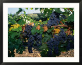 Grapes Growing at Mirassou Vineyards  San Jose  USA