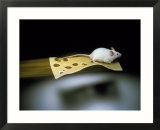Mouse Flying on Piece of Swiss Cheese