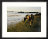Chincoteague ponies graze on marsh grass