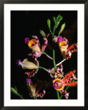 Detail of Orchid  Flowers Bay  Honduras