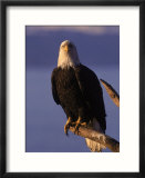 Bald Eagle  Alaska