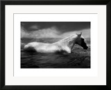 White horse swimming