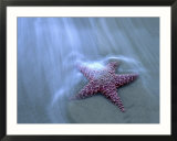 Harris Beach  Starfish  Oregon