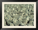 Herd Of Sheep