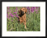 Golden Retriever Amongst Meadow Flowers  USA