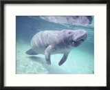 Manatee  Crystal River NW Refuge  FL