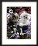 7-Weeks  Gold-Shaded and Silver-Shaded Persian Kittens in Watering Can Surrounded by Flowers