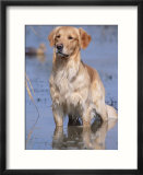 Golden Retriever in Water  USA  North America