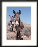 Wild Burro  Arizona/Nevada  USA  North America