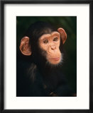 Baby Chimpanzee Portrait  from Central Africa